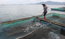 Khánh Hoà: Khốn khổ, cá bớp đặc sản chết hàng loạt, có hộ cá chết sạch, vớt lên 2 tấn