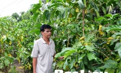Bạc Liêu: Trồng cây dại cứ đồn thổi như là thuốc quý, hết 'cơn sốt hầm hập' dân lại buồn như trấu cắn