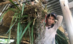 Chuyện lạ Bình Định: Tìm bò gầy gò, nông dân vỗ béo thành bò thịt nặng ký chất lượng cao