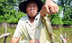 Nuôi tôm hung dữ, bắt cá leo cây, và cơ man đặc sản 'độc, lạ' ở tỉnh Cà Mau, nhìn thôi đã thấy thèm