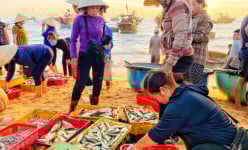 Quảng Bình: Mặt trời chưa mọc tha hồ chọn tôm, cá tươi roi rói, nhảy tanh tách ở chợ 'làng không ngủ'
