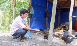 Nuôi chim trích cồ 'nóng tính', biết giữ nhà như chó, bán 1 con bé tý 1,5 triệu, ông nông dân khá giả