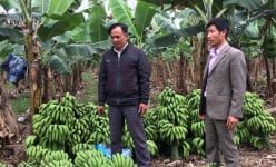 Yên Bái: Tỷ phú nông dân có 40ha đất trồng đủ thứ cây, riêng cây chuối 'đẻ' ra 3 tỷ/năm