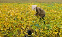 Chuyện lạ ở tỉnh Vĩnh Phúc: Nông dân hái lá đỗ tương bán 18.000 đồng/kg, sự thật hay chiêu trò của thương lái?