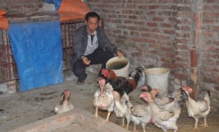 Gà Hồ có gì đặc biệt mà tỉnh Bắc Ninh phải gấp rút chi tiền tỷ để bảo tồn khẩn cấp?