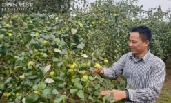 Một ông nông dân tỉnh Nam Định trồng táo chín mọng kiểu gì mà khiến ruồi vàng đứng ngoài 'thèm rỏ dãi' 
