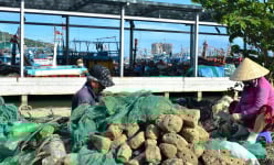 Tôm hùm “nhí” xuất hiện sớm, ngư dân Khánh Hòa hốt bạc triệu