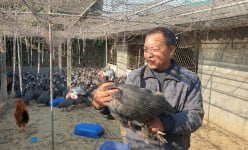 Nuôi con gì bán Tết: Loài gà bay như chim, đã nhát chết còn hay 'lắm mồm', gọi 1 tiếng thương lái bắt cả đàn
