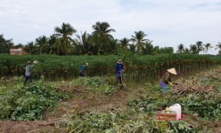 Sau ớt cay đến lượt thứ củ này trồng ở tỉnh Tây Ninh tăng giá chưa từng có, lý do là thế này đây