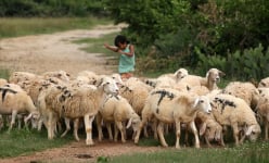 Ninh Thuận là tỉnh nuôi con gì nhiều nhất cả nước, có một ông nông dân nuôi tới 1.000 con nhiều nhất huyện Bác Ái