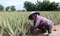 Ninh Thuận: Ruộng nha đam toàn cây to bự, vườn nho, vườn táo ra trái quá trời, muối trắng đầy đồng