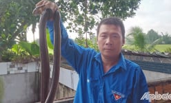 Ông nông dân tỉnh Tiền Giang nuôi la liệt rắn trong chuồng, vơ 1 cái bắt được cả đống, nhiều người xem 'hết hồn'