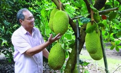 Tây Ninh: Nghe các nông dân tỷ phú tiết lộ bí quyết trồng mít Thái ra trái quanh năm, thu tiền tỷ