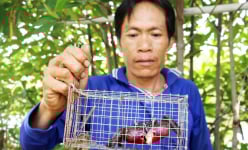 29 Tết: Chuyện lạ Cà Mau, dùng rập chuột bẫy con ba khía 'không trượt phát nào'