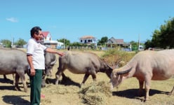 Ninh Thuận: Làng nuôi trâu nhiều nhất huyện, nhà nào nuôi nhà đó giàu, ai đến xem trâu đều bất ngờ
