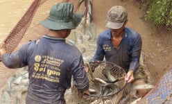 Đồng Tháp: Đóng cống nuôi cá đồng, nông dân kéo lưới lên cá lóc, cá rô nhảy rô rố, bắt lên bán rõ đắt hàng
