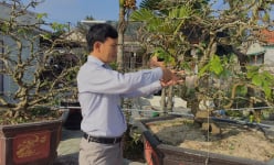 Huế: Loài cây này đột ngột tăng giá cái vù, có cây bán được cả tỷ đồng, đại gia nói 'thời thế tạo anh hùng'