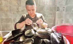 Nam Định: Liều nuôi con cả năm nằm lì dưới ao, chỉ ăn bùn mà 'nhả' ra thứ ngọc quý, bán lãi nửa tỷ