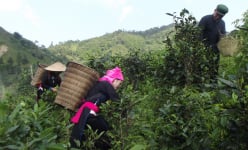 Lào Cai: Vì sao trời chưa sáng, đồng bào Bản Liền đã tất bật rủ nhau lên núi hái chè cổ thụ?