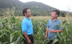 Ông nông dân tỉnh Bình Định trồng cây gì, nuôi con gì mà được Thủ tướng tặng bằng khen?