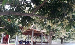 Bình Định: Trồng xoài ở vùng đất Tây Sơn, nông dân không phải đem đi bán mà đã có người mua