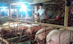 Hơn 10 năm nuôi lợn, có lúc thua liểng xiểng, cuối cùng ông nông dân cũng thành tỷ phú, được Thủ tướng tặng Bằng khen