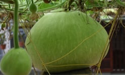 Hải Phòng: Giống bầu lạ, quả tròn khổng lồ mỗi trái nặng 15kg ăn cả tuần không hết