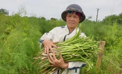 Nam Định: Trồng thứ rau lạ, trời chưa sáng đã phải dậy đi cắt mầm, nông dân này kiếm tiền triệu mỗi ngày