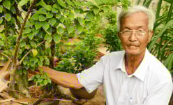 Chuyện lạ Bến Tre: Trồng hoa giấy lấy rễ, rễ càng to dài càng lắm tiền, một ông tỷ phú nông dân phát tài