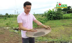 Đắk Nông: Nghỉ việc ở Đồng Nai, trai đẹp về làng trồng mồng tơi tuốt hạt phơi khô bán vô Sài Gòn