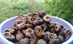 Không chỉ ngon và bổ dưỡng loài ốc lạ cực quý ở Tây Ninh còn được xem là loại động vật linh thiêng