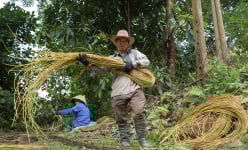 Lào Cai: Thì ra 'lộc trời' dân phải chui vô bụi rậm bứt mang về là một loài cỏ dại lạ kỳ này