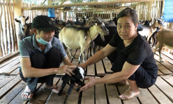 Yên Bái: Từ hai tay trắng, ông nông dân giàu nhất làng nhờ trồng quế 50ha, nuôi con đặc sản 