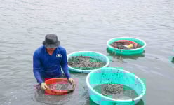 Ninh Thuận: Ngụp lặn cả ngày mò con ốc đen, tuy vất vả nhưng nông dân cũng kiếm 200.000 đồng/ngày