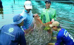 Bạc Liêu: Nuôi tôm công nghệ cao, kéo lên bán toàn tôm to bự, nhảy tanh tách, nông dân phấn khởi ra mặt