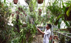 Hai loài lan rừng quý hiếm chỉ có ở tỉnh Tuyên Quang, hoa lan phi điệp tím ở đây thì đẹp 'phát hờn'