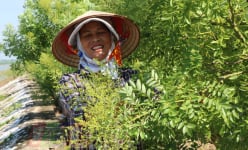 Thái Bình: Trồng thứ cây 'quý như vàng' quanh bờ ao, cảnh đẹp như phim, bứt hoa bán đắt như tôm tươi