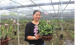 Trồng loại lan cả năm chỉ thấy lá, tết đến cây 'tuôn' hoa như suối, nông dân nơi này của TP HCM giàu hẳn lên