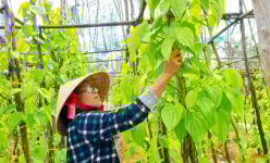 Hậu Giang: Cả làng trồng trầu, hồn quê miền Tây lắng đọng trên từng chiếc lá