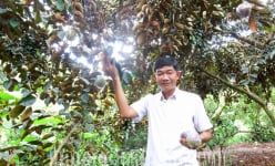 Sóc Trăng: Vùng đất trồng thứ cây ra trái đặc sản, hái quanh năm, bán cả sang Mỹ, nông dân giàu lên thấy rõ