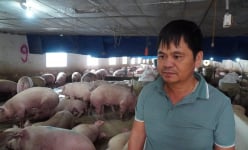 Bắc Giang: Tỷ phú nuôi lợn tuần hoàn kiểu độc lạ được bình chọn là Nông dân Việt Nam xuất sắc 2021
