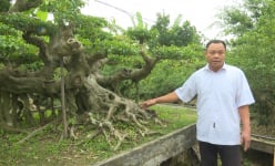 Thái Bình: Trồng cây cảnh làm giàu-'báu vật' của làng là 2 cây sanh 'cổ, kỳ, mỹ, văn' giá tiền tỷ, đại gia săn lùng