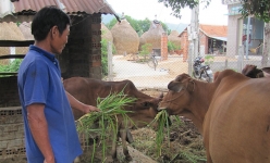 Phú Yên: Bò hơi giảm giá bất ngờ, nông dân nuôi bò gọi 'nóng máy', thương lái 'phân trần' điều bất ngờ