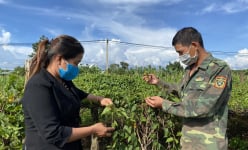 Đắk Lắk: Thử trồng thứ cây dây leo bò lung tung, hái hoa bán đắt tiền, lái cứ 'xui' về hái nữa đi