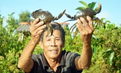 Cà Mau: Nuôi cua biển kiểu mới, con nào cũng to bự, đẹp như mơ, nông dân hốt bạc