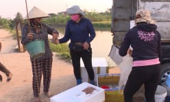 Thái Bình: Cả làng rủ nhau ra 'đồng không mông quạnh' bắt 'con lộc trời' đặc sản, thương lái tranh nhau mua