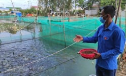 Cà Mau: Nuôi cá lóc dày đặc, anh nông dân cho ăn thứ gì mà cá nhảy rào rào, nhiều người kéo tới xem?