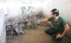 Thái Bình: Nuôi con đặc sản trên cạn, dưới ao, một ông nông dân lãi 300 triệu/năm