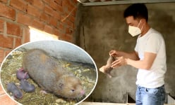 Thanh niên Bình Thuận nuôi con gặm nhấm nhìn giống chuột, vừa nhàn vừa dễ thu tiền triệu