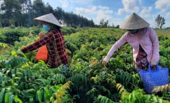 Hậu Giang: Lạ đời, trồng rau dại đọc 'méo cả miệng', ai ngờ lại được quán xá, nhà giàu săn lùng hỏi mua tới tấp